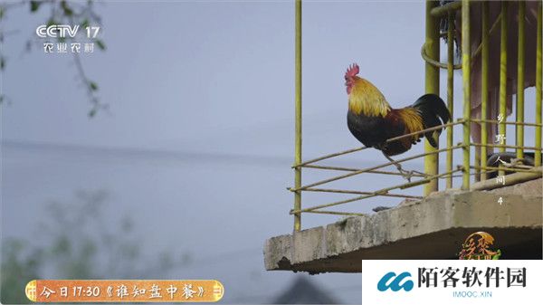 全能看tv