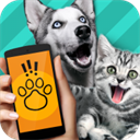 PET Translator