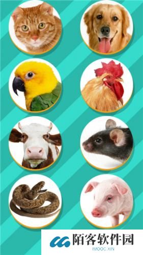 PET Translator